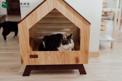 お留守番中のペットを安心させるための環境づくり