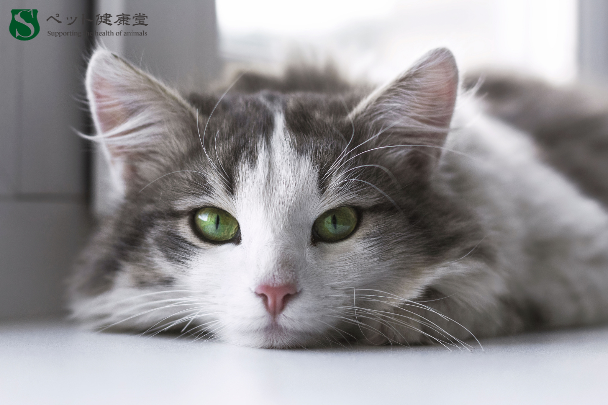 どこから来たの？ペットの出自と健康の関係を知る