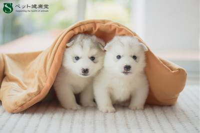成長期こそ要注意！子犬・子猫の「健康の土台」を作る3つの習慣