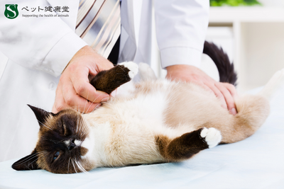 “抗酸化”＆“腸活”重視のペットサプリ最新事情