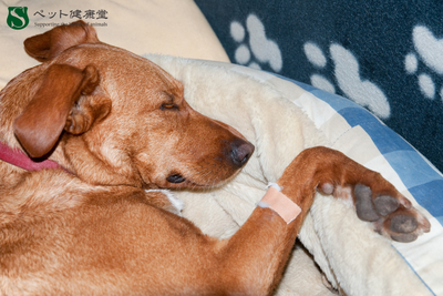 バイオテックが提案する “ペットの健康寿命を延ばす治療”の最前線