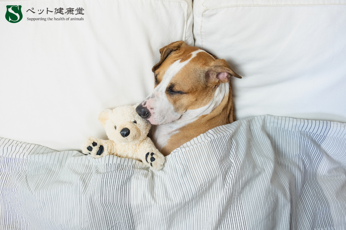 良質な“睡眠環境”が愛猫・愛犬の健康を支える理由