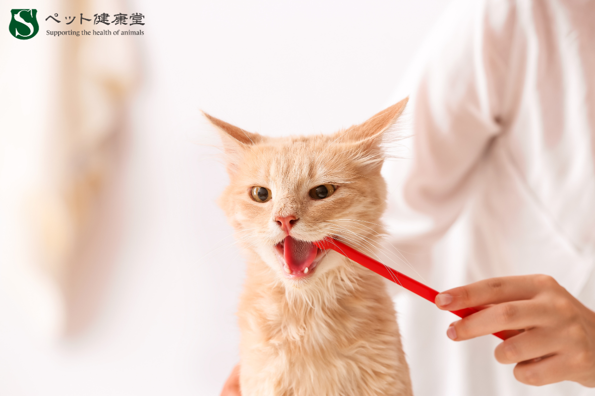 歯磨きは全身ケアの第一歩！ 家庭でできる口腔ケアとおすすめグッズ