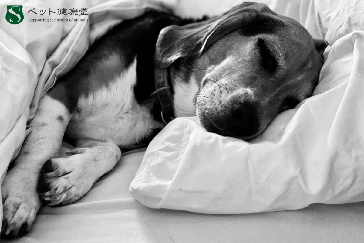 あなたのペットはストレスを感じてる？原因と対策法を解説