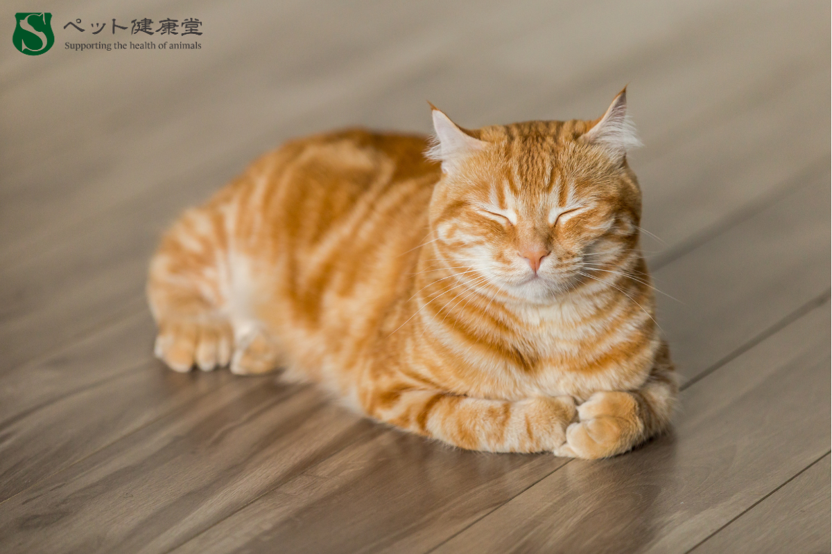 ペットの老化サインを見逃さない！行動からわかるシニア期の変化