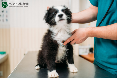 最新獣医療技術の最前線：再生医療や先端治療で未来の健康をサポート