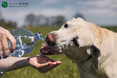 実はフードにも？マイクロプラスチックがペットの健康に与える影響