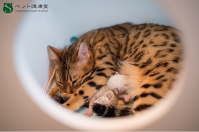 初めての出産、何に備える？母犬・母猫と子の健康管理の基本