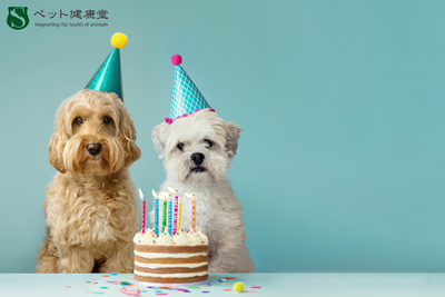 犬用ベーカリー流行が健康にもたらすメリットと注意点