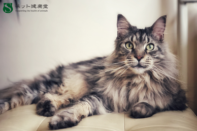 人気の外国犬種・猫種、じつは日本の気候と相性が悪い？健康上の注意点とは
