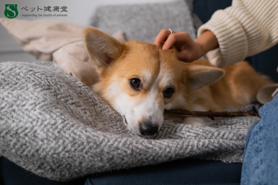 香水・柔軟剤・アロマ…人のにおいがペットの健康に与える影響とは？