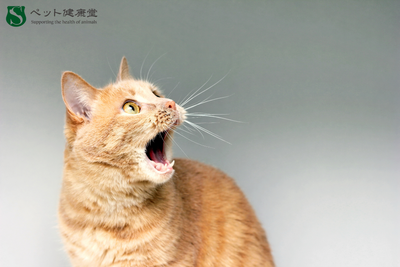 吠えすぎで喉が荒れる？ペットの声帯と呼吸器ケアの落とし穴