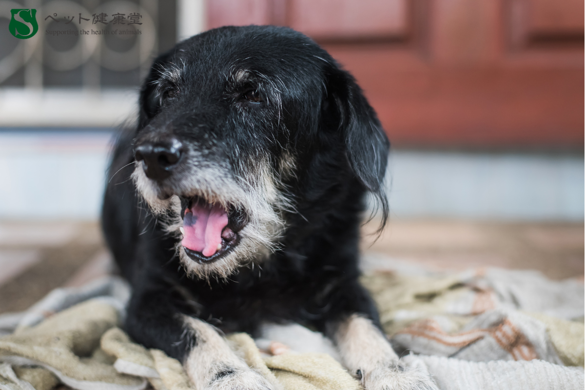長生きしてほしい！シニア犬・シニア猫のための食事とケア