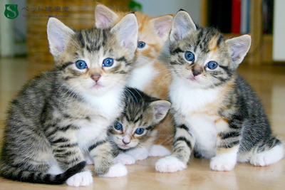 “かわいそう”だけでは守れない。多頭飼育崩壊と健康管理の崩壊