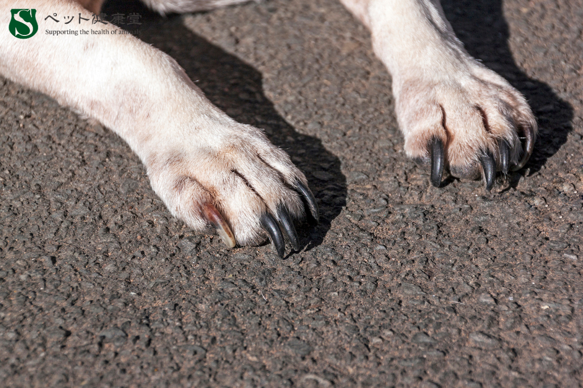 猛暑×硬い地面：犬の肉球炎リスクとケア法