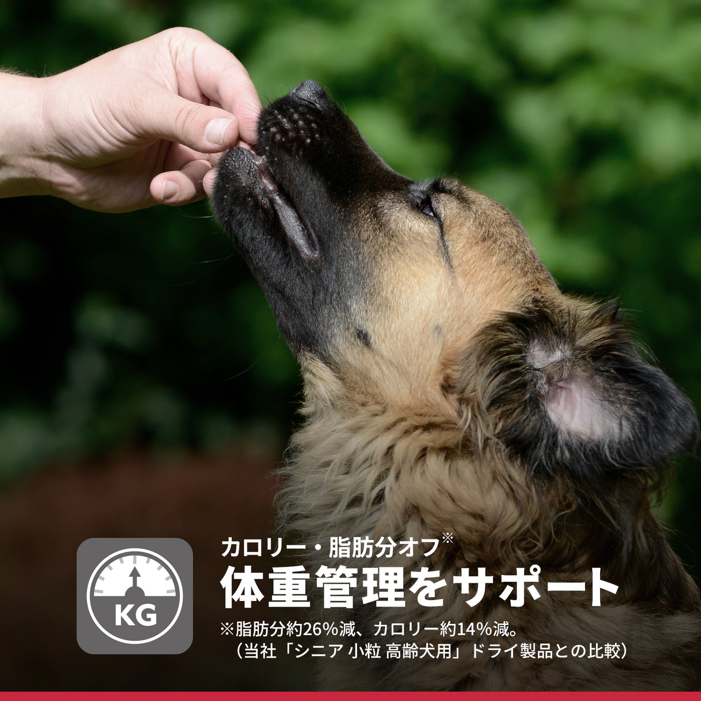 日本ヒルズ サイエンス・ダイエット シニアライト 小粒 肥満傾向の高齢犬用 12kg