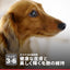 日本ヒルズ サイエンス・ダイエット アダルト 小型犬用 成犬用 750g
